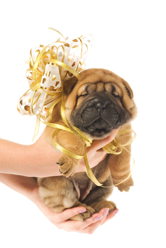 Cute picture of an adorable sharpei puppy with a bow.
